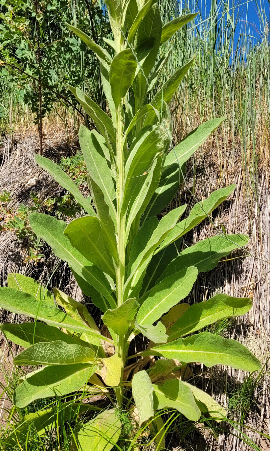 Mullein Leaf Tincture - Seasonal Offering